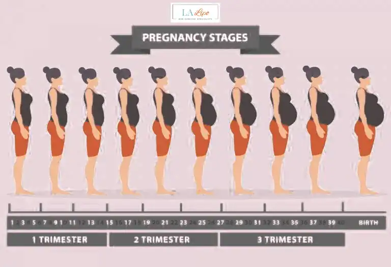 First Trimester (Weeks 1–12): Early Changes You Might Not Notice Hampstead Garden Suburb